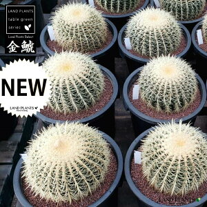 ybNK[fpcz T{eíFLV`j1 12 vdl F vX`bN S[foJN^X ^}T{e T{ẻl Echinocactus grusonii