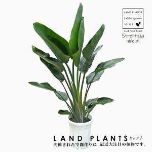 I[KX^iXg`AEjRCj 10 vX`bN Strelitzia nicolai