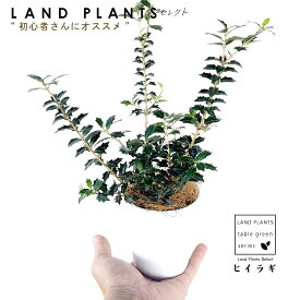 【苗木】 ヒイラギ（姫柊：ひめひいらぎ） 3号 プラスチック鉢 白色 疼木 柊木 刺 トゲ 刺のある葉 Osmanthus heterophyllus