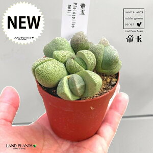 yAz ZiʁFĂ傭j 2.5 vX`bN n}~Yi vCIXsX Pleiospilos nelii