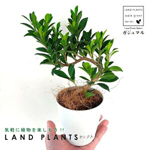y󏭕iz KW}iȂj 4 vX`bN F ̖ K̖ LWi[ Ficus microcarpa