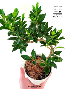 KW}iȂj 4 vX`bN F ̖ K̖ LWi[ Ficus microcarpa