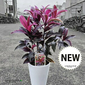 y󏭕izigEFxjNWNj 4 F vX`bN }E uREW qt {̐ł̂̂쐶 bhf[^ubN Ardesia crenata