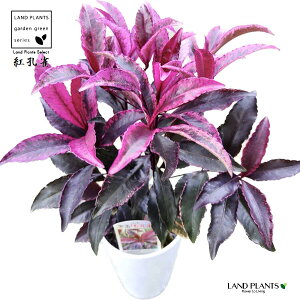 y󏭕izigEFxjNWNj 4 F vX`bN }E uREW qt {̐ł̂̂쐶 bhf[^ubN Ardesia crenata