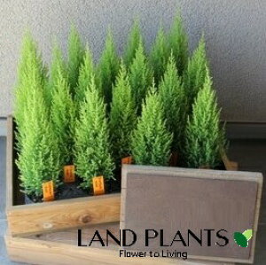 Rjt@[iECXFNXgj1{ 3 F vX`bN S[hNXg Rjt@ jt Cupressus macrocarpaeGoldcrestf