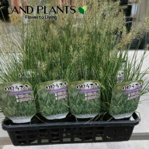 ペニセタム(月うさぎ:アロペクロイデス)1鉢 3号 ポット苗 月見うさぎ イネ ペニセタム チカラシバ Pennisetum alopecuroides