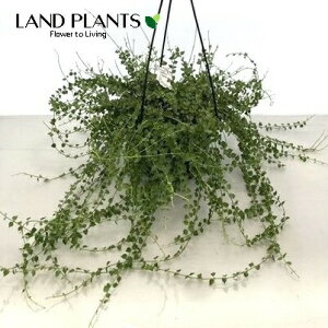 fBXLfBAi~In[gj 6 ݂ vX`bN Dischidia "Ruscifolia"