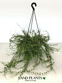 ディスキディア（ミリオンハート） 6号 吊り プラスチック鉢 Dischidia "Ruscifolia"