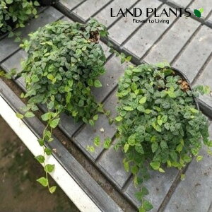 tBJXEv~i~j}j1 3 |bgc FICUS PUMILA CV. 'MINIMA'