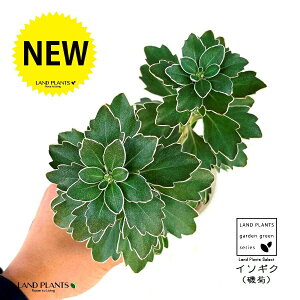 yClAz C\MNiej 3.5 |bgc LN e C\e Dendranthema pacificum