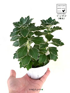 yClAz eiC\MNj 3.5 |bgc LN e C\e Dendranthema pacificum