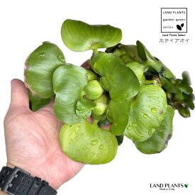 【水性植物】 ホテイアオイ（布袋葵）1株 ホテイソウ 布袋草 オリズルラン ラン ウォーターヒヤシンス Eichhornia crassipes