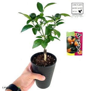 yʎcz V[N[T[ 4 vX`bN q~ EG V[N[T V[N@[T[ _je sng-kiat-? Citrus × depressa