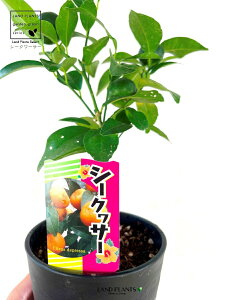 yʎcz V[N[T[ c 4 vX`bN q~ EG V[N[T V[N@[T[ _je sng-kiat-? Citrus × depressa