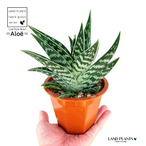 AGicсF`_jVLj 4 vX`bN ^CK[AG ՊG Aloe variegata