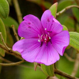 ノボタン：野牡丹（コートダジュール）90cm 1鉢 6号 ポット苗 紫 紫色 紫色の花 Melastomataceae