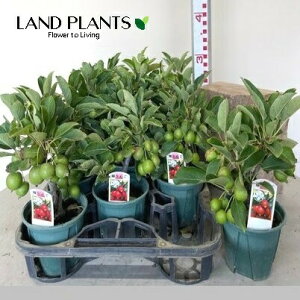 yʎcz PSiqSj 4 vX`bN 1 CkS ь Pь ь Malus prunifolia