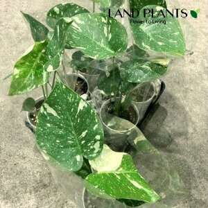 観葉植物 モンステラ 斑の人気商品・通販・価格比較 - 価格.com
