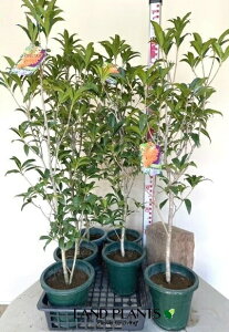 LNZCi؍ҁj 6 vX`bNc 1 ؍ NZC Osmanthus fragrans var. aurantiacus