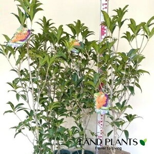 yP[X̔F6z LNZCi؍ҁj6 6 vX`bNc 1 ؍ NZC Osmanthus fragrans var. aurantiacus