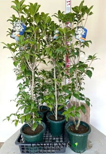 ⃂NZCi؍ҁj 6 vX`bNc 1 MNZC ؍ NZC Osmanthus fragrans var. aurantiacus