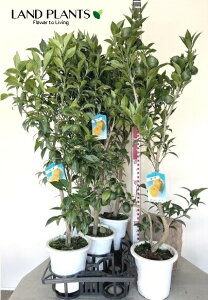 Mqi{Mqj 6 vX`bNc 1 䂸 Y Mq̖ YmL Y Yuzu Orange(Japanese citronj