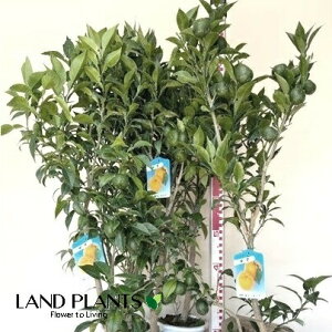 【ケース販売:6入】 柚子(本柚子) 6鉢 6号 プラスチック苗 1鉢 ゆず ユズ 柚子の木 ユズノキ ユズ湯 Yuzu Orange(Japanese citron)