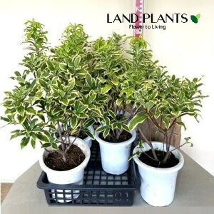 W`EQiԁFOj1 6 vX`bNc 1 ``EQ Daphne odora