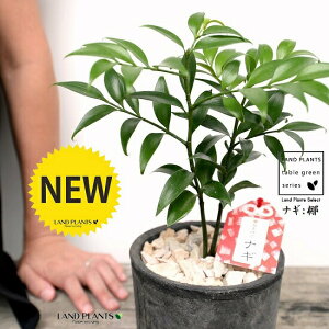 т̖؁i:iMj F X|bg V_[^ 픫iVRӐ΁j iM̖  FOR _ A  f eRb^  black ubN  ی`  ĕJ[h