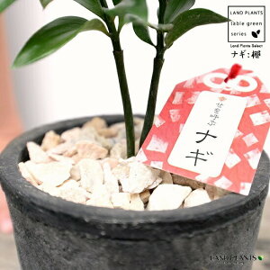 т̖؁i:iMj F X|bg V_[^ 픫iVRӐ΁j iM̖  FOR _ A  f eRb^  black ubN  ی`  ĕJ[h