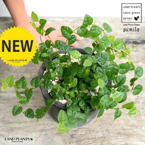 v~iΗtj F X|bg V_[^ 픫iVRӐ΁j tBJXv~ OhJo[ ΃v~ 鐫A A  f eRb^  ubN D O[  ĕ