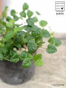 つる 性 植物 観葉植物の人気商品 通販 価格比較 価格 Com