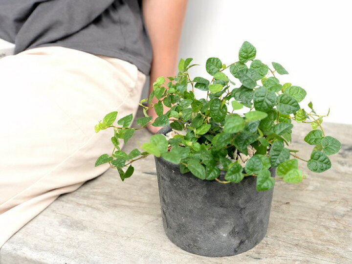 楽天市場 プミラ 緑葉 黒色 モスポット シリンダー型 陶器鉢 天然砕石 フィカスプミラ グランドカバー 緑プミラ つる性植物 鉢植え 鉢 素焼 テラコッタ 黒 ブラック 灰 グレー 送料無料 育て方カード ランドプランツ