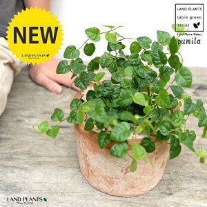 v~iΗtj F X|bg V_[^ 픫iVRӐ΁j tBJXv~ OhJo[ ΃v~ 鐫A A  f eRb^  uE  ی`  ĕJ