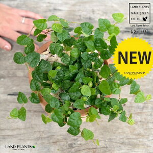 v~iΗtj F X|bg V_[^ 픫iVRӐ΁j tBJXv~ OhJo[ ΃v~ 鐫A A  f eRb^  uE  ی`  ĕJ