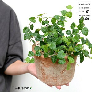 v~iΗtj F X|bg V_[^ 픫iVRӐ΁j tBJXv~ OhJo[ ΃v~ 鐫A A  f eRb^  uE  ی`  ĕJ