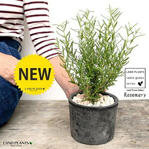 [Y}[ F X|bg V_[^ 픫iVRӐ΁j n[u n[  Hp Ϗܗp A  f eRb^  ubN  ی` ϗtA A  ĕJ[h