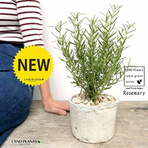 [Y}[ F X|bg V_[^ 픫iVRӐ΁j n[u  A  f eRb^  zCg  ی`  ĕJ[h