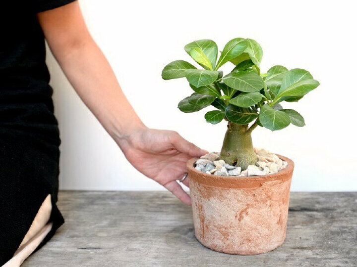 楽天市場 アデニウム 砂漠のバラ 茶色 モスポット シリンダー型 陶器鉢 天然砕石 砂漠のバラ 多肉植物 サボテン 鉢植え 鉢 素焼 テラコッタ 茶 ブラウン 丸 丸形 送料無料 育て方カード ランドプランツ