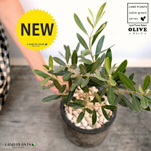 観葉植物 オリーブの木 テラコッタの人気商品 通販 価格比較 価格 Com