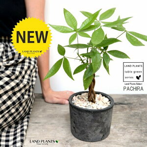 pLiҍ݁j F X|bg V_[^ 픫iVRӐ΁j pL ANAeBJ  ̖ A  f eRb^  ubN  ی` ϗtA A  ĕ