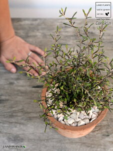 RLAiRglAX^[j F X|bg V_[^ 픫iVRӐ΁jCorokia@cotoneaster A  f eRb^  uE  ی` ϗtA A  ĕJ[h