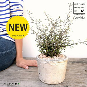 RLAiRglAX^[j F AeB[NzCg X|bg V_[^ 픫iVRӐ΁jCorokia@cotoneaster A  f eRb^  zCg  ی` ϗtA A 