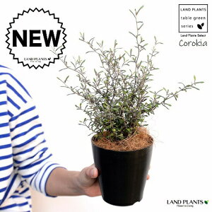 yz RLAiRglAX^[j4 F vX`bNiRRt@Co[j corokia v c c  ubN  ϗtA A