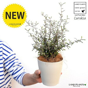 yz RLAiRglAX^[j4 F vX`bNiRRt@Co[j corokia v c c  zCg  ϗtA A