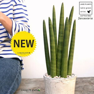 観葉植物 サンスベリア スタッキーの人気商品 通販 価格比較 価格 Com