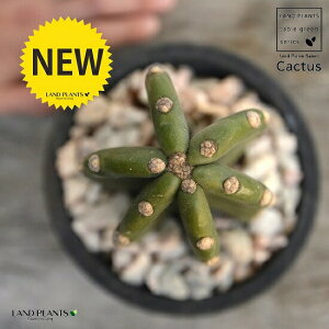 T{eiT{eF1{j F X|bg V_[^ 픫iVRӐ΁j 1F T{e A gQiVT{e ȂT{e JN^XA  f eRb^  u