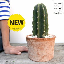 楽天市場】サボテン トゲ無し（高さ（植物）～ 70.9cm）の通販