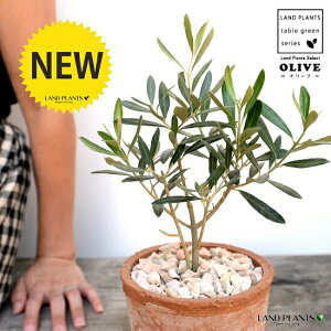 観葉植物 オリーブの木 テラコッタの人気商品 通販 価格比較 価格 Com