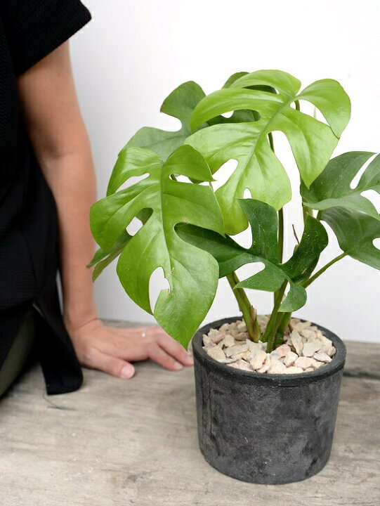 楽天市場 ヒメモンステラ 黒色 モスポット シリンダー型 テラコッタ鉢 鉢植え 素焼 Mosspot 苗 苗木 ミニモンステラ 観葉植物 黒 ブラック 灰 グレー 丸 送料無料 ランドプランツ